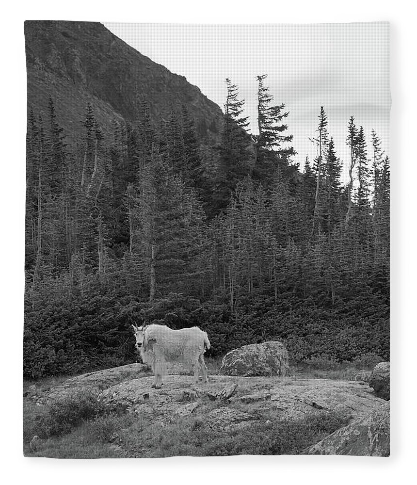  Fleece Blanket featuring the photograph Mountain Goat at Mohawk by Ivan Franklin