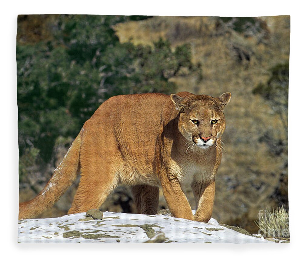 Dave Welling Fleece Blanket featuring the photograph Mountain Lion Felis Concolor Walking On Snow Covered Hillside by Dave Welling