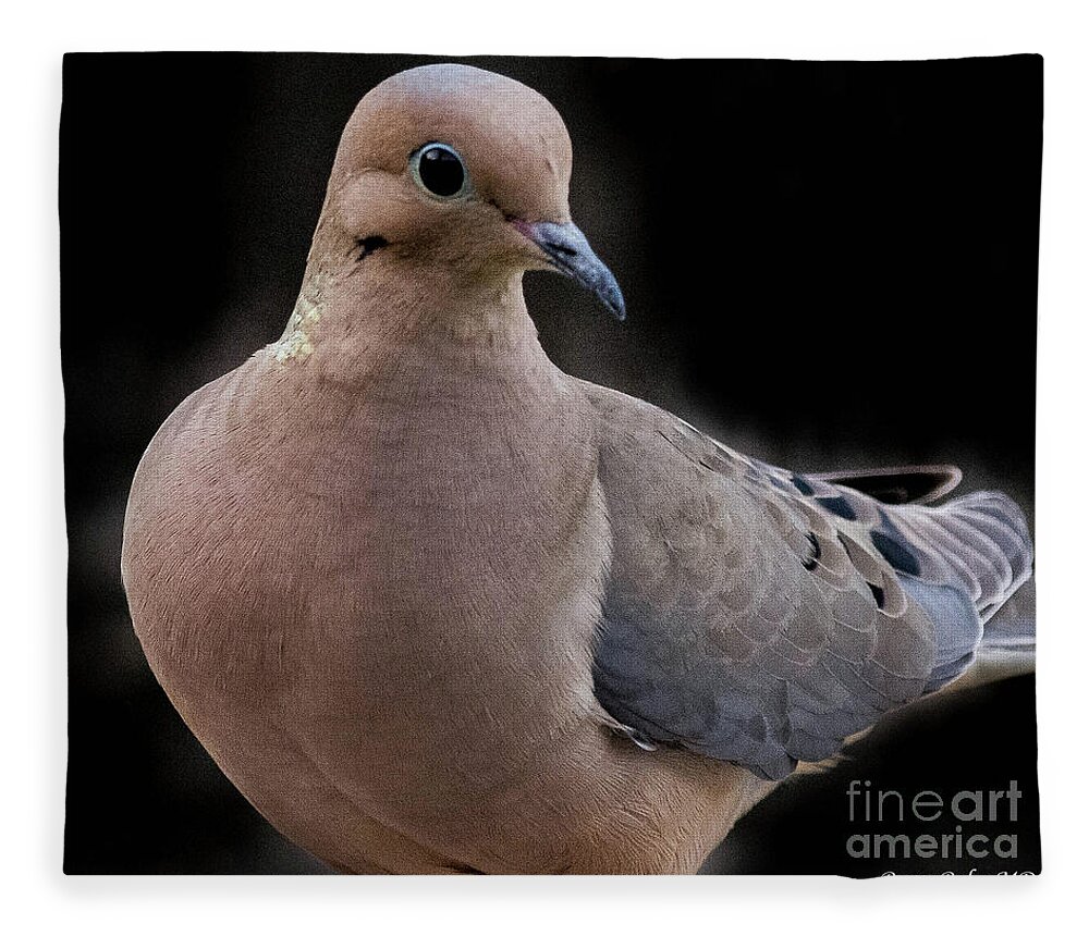 Nature Fleece Blanket featuring the photograph Mourning dove by Barry Bohn
