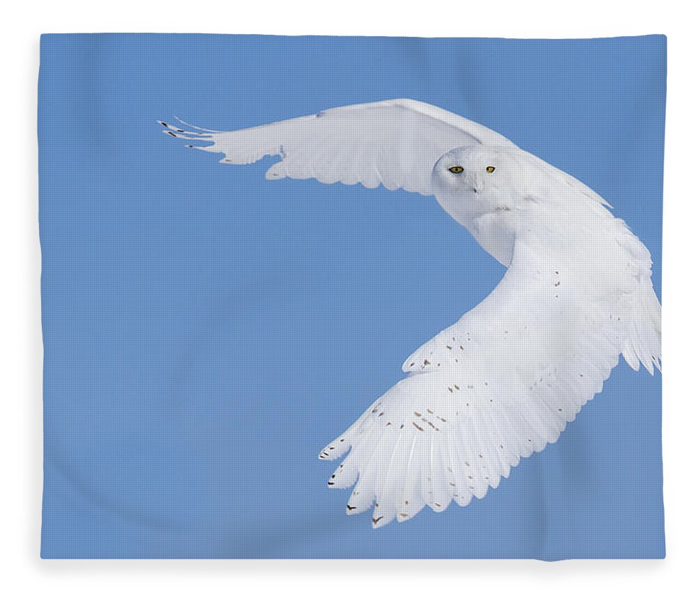 Art Fleece Blanket featuring the photograph Mr Snowy Owl by Mircea Costina Photography