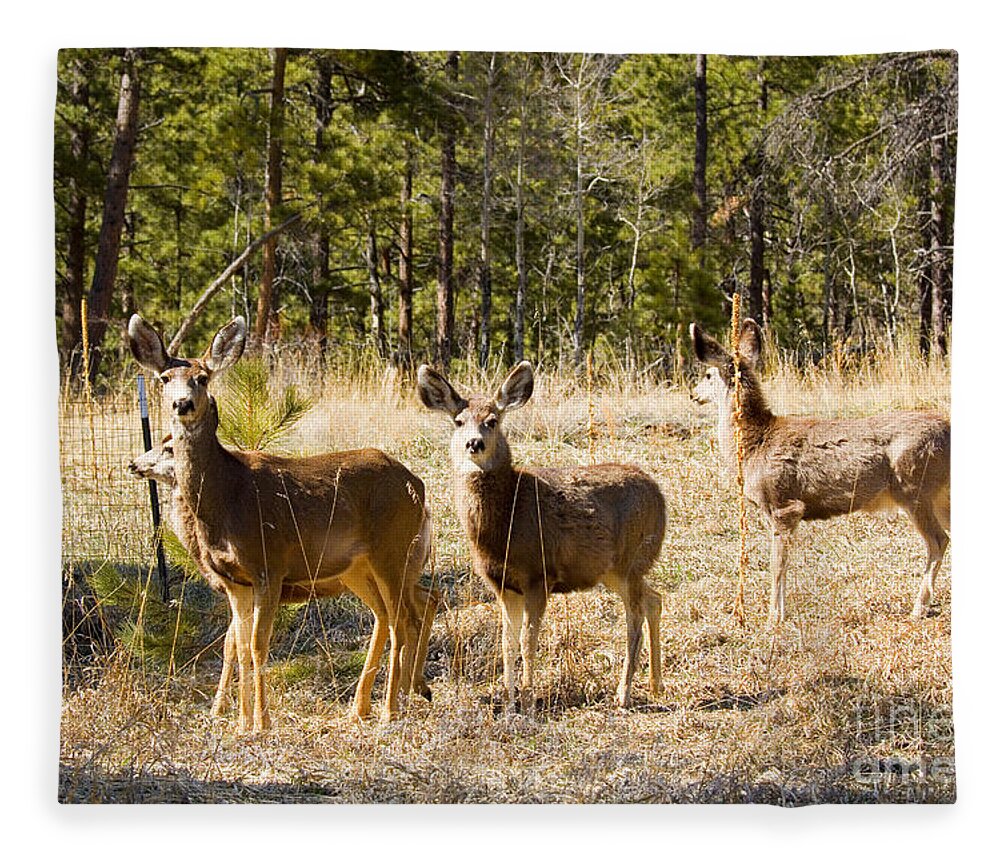 Deer Fleece Blanket featuring the photograph Mule Deer in the Back Yard by Steven Krull
