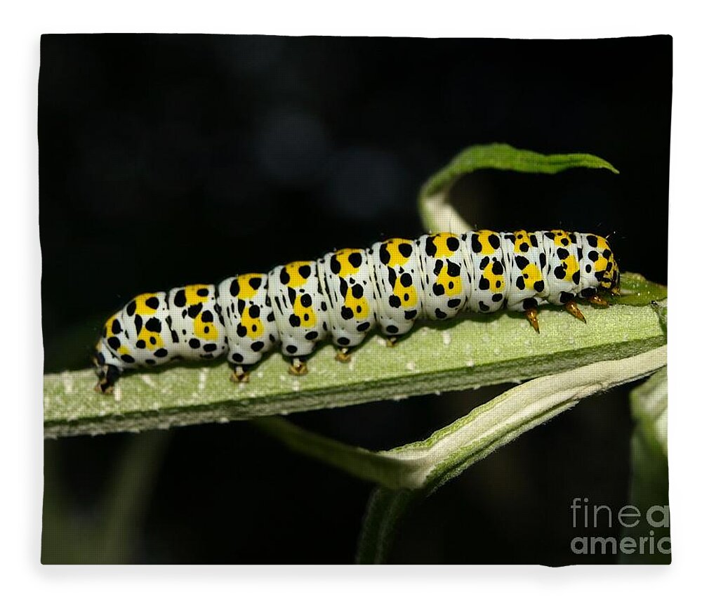 Mullein Fleece Blanket featuring the photograph Mullein Moth Caterpillar by Richard Brookes