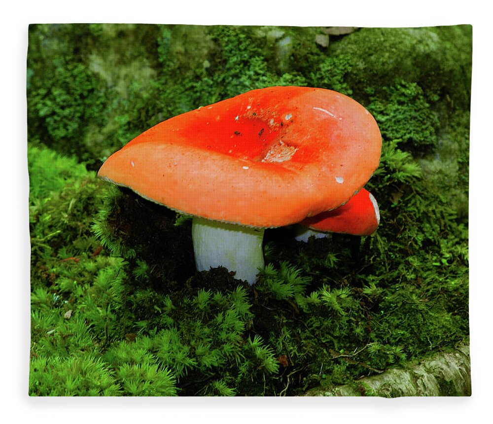 Mushroom On The Appalachian Trail Fleece Blanket featuring the photograph Mushroom on the Appalachian Trail by Raymond Salani III