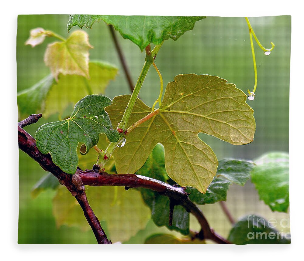 Grapevine Fleece Blanket featuring the photograph My Grapvine by Robert Meanor
