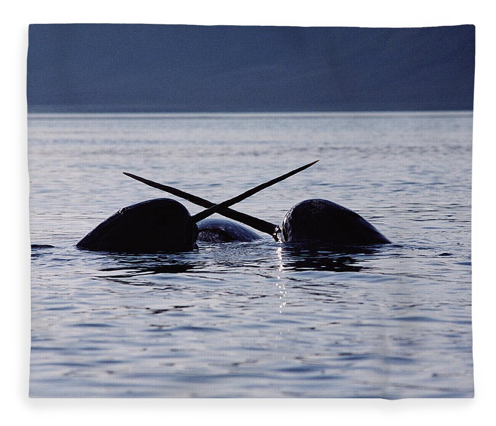 00080563 Fleece Blanket featuring the photograph Narwhal Males Sparring Baffin Island by Flip Nicklin