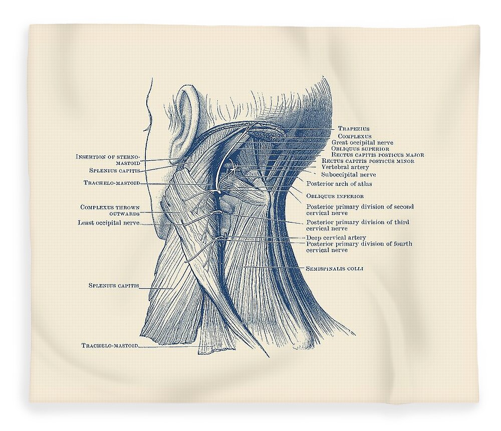 Neck Fleece Blanket featuring the drawing Neck Muscular System Diagram - Vintage Anatomy by Vintage Anatomy Prints