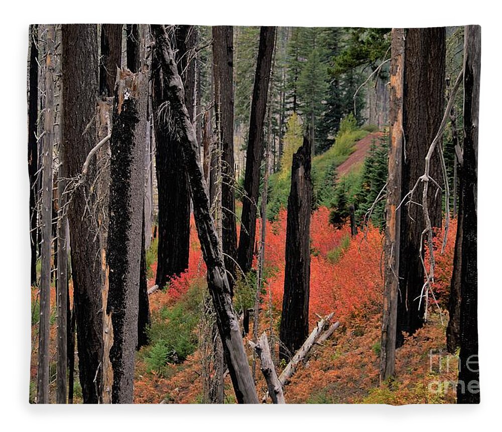 Oregon Fleece Blanket featuring the photograph New Life by Merle Grenz