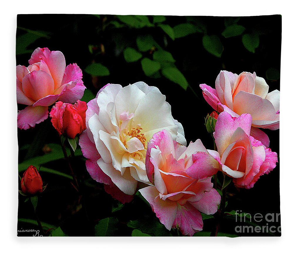 Nature. Flora Fleece Blanket featuring the photograph New-roses? by Mariarosa Rockefeller