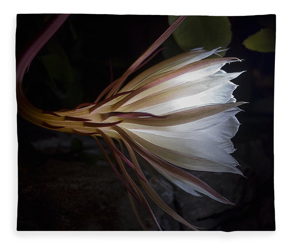 Cereus Fleece Blanket featuring the photograph Night Blooming Cereus by Stoney Stone
