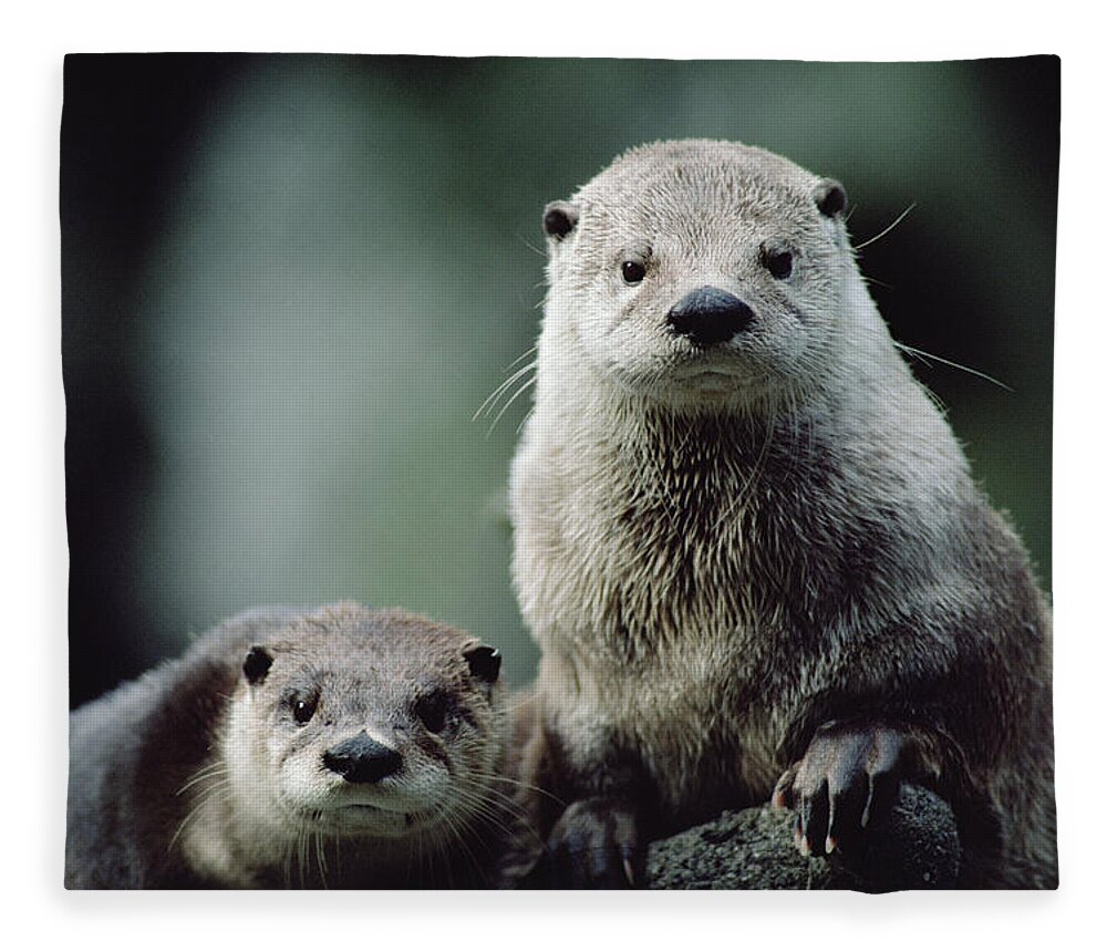 Mp Fleece Blanket featuring the photograph North American River Otter Lontra by Gerry Ellis