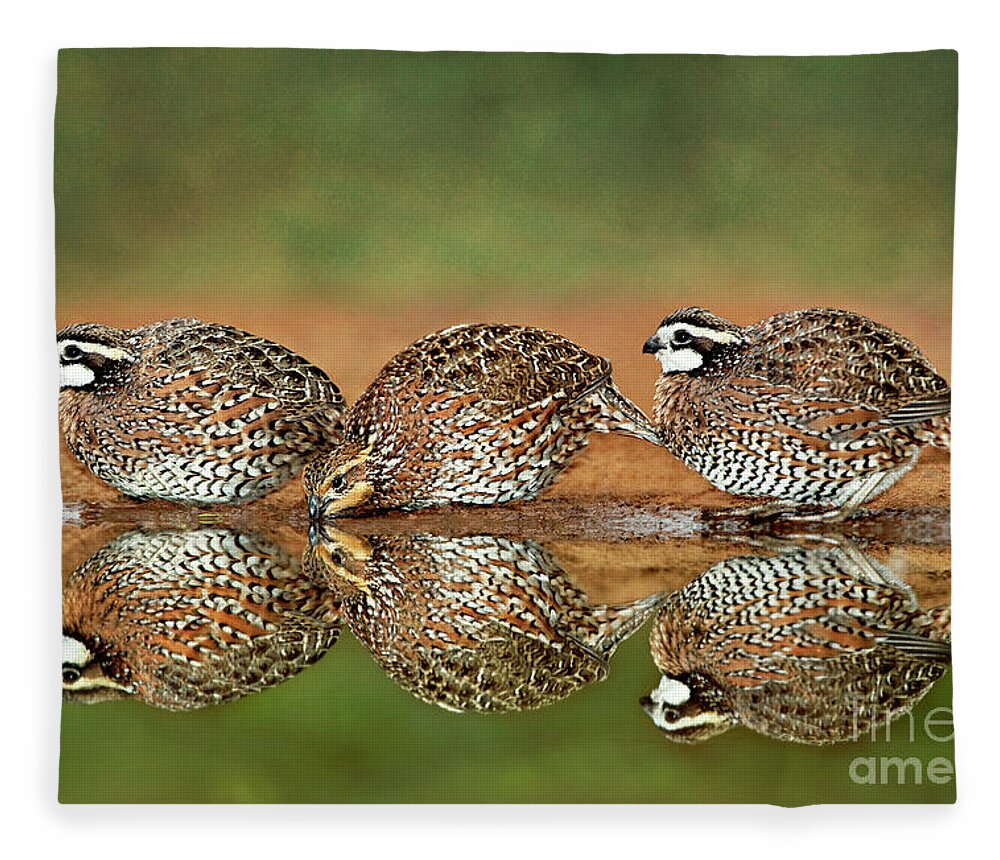 Dave Welling Fleece Blanket featuring the photograph Northern Bobwhites Birds Colinus Virginianus Wild Hida by Dave Welling