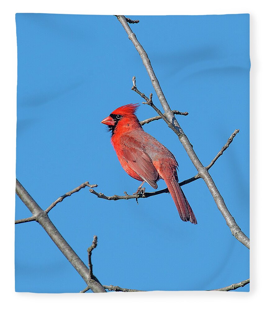Nature Fleece Blanket featuring the photograph Northern Cardinal DSB0272 by Gerry Gantt
