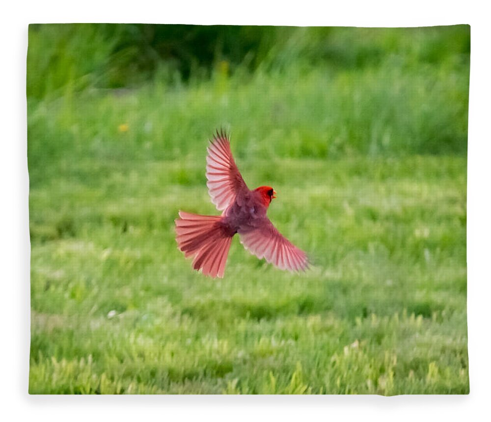 Northern Cardinal Fleece Blanket featuring the photograph Northern Cardinal in Flight by Holden The Moment