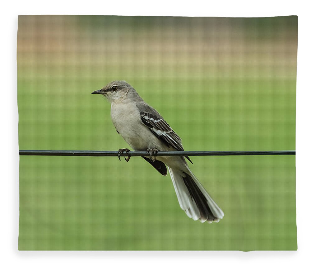 Bird Fleece Blanket featuring the photograph Northern Mockingbird by Holden The Moment