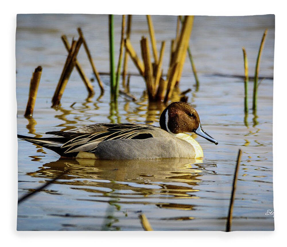 Pintale Fleece Blanket featuring the photograph Northern Pintale Duck by Steph Gabler