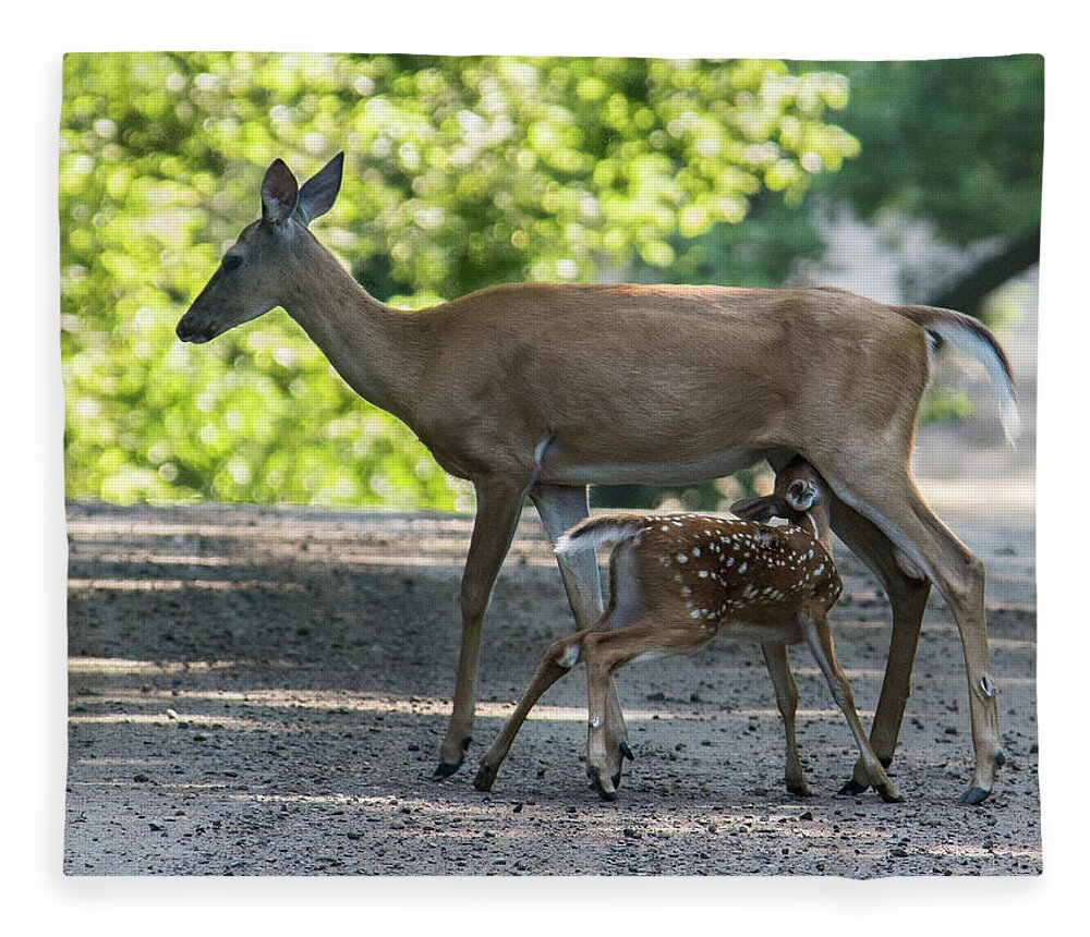 Whitetail Deer Fleece Blanket featuring the photograph Nursing Doe by Michael Hall
