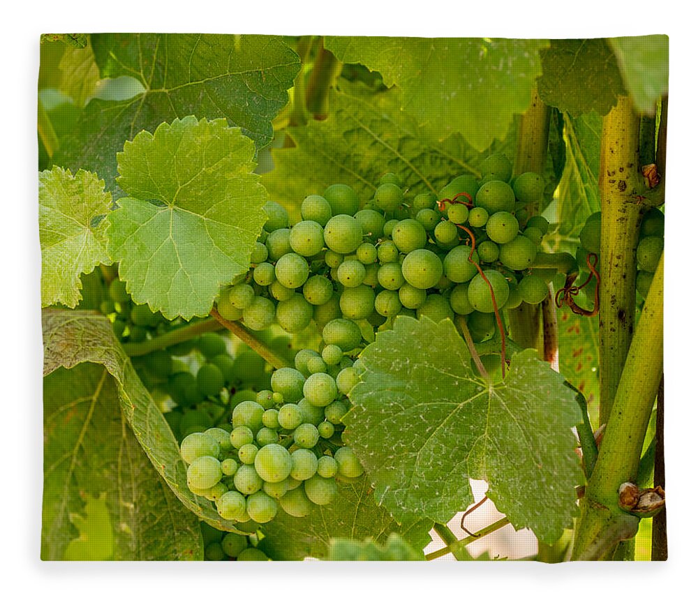 Grapes Fleece Blanket featuring the photograph On the Vine by Derek Dean