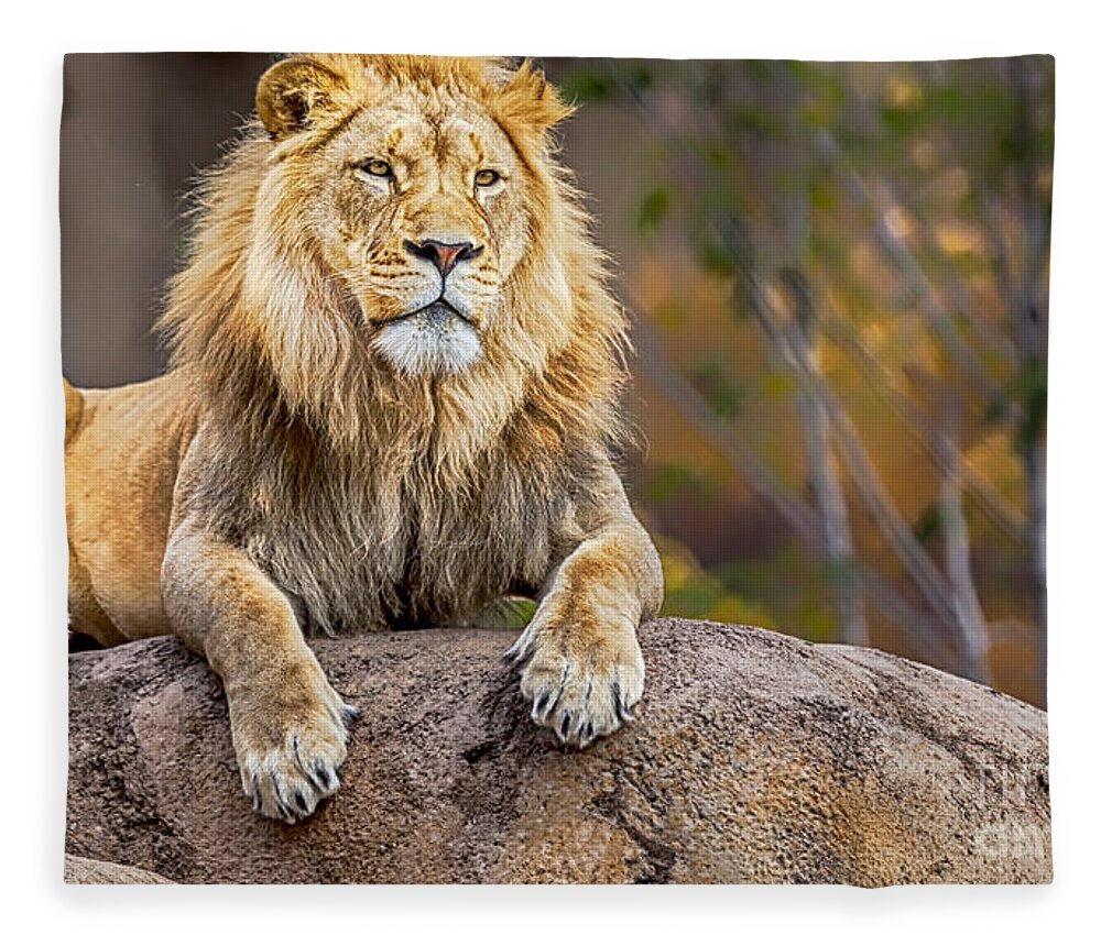 Lion Fleece Blanket featuring the photograph Once upon a time by David Millenheft