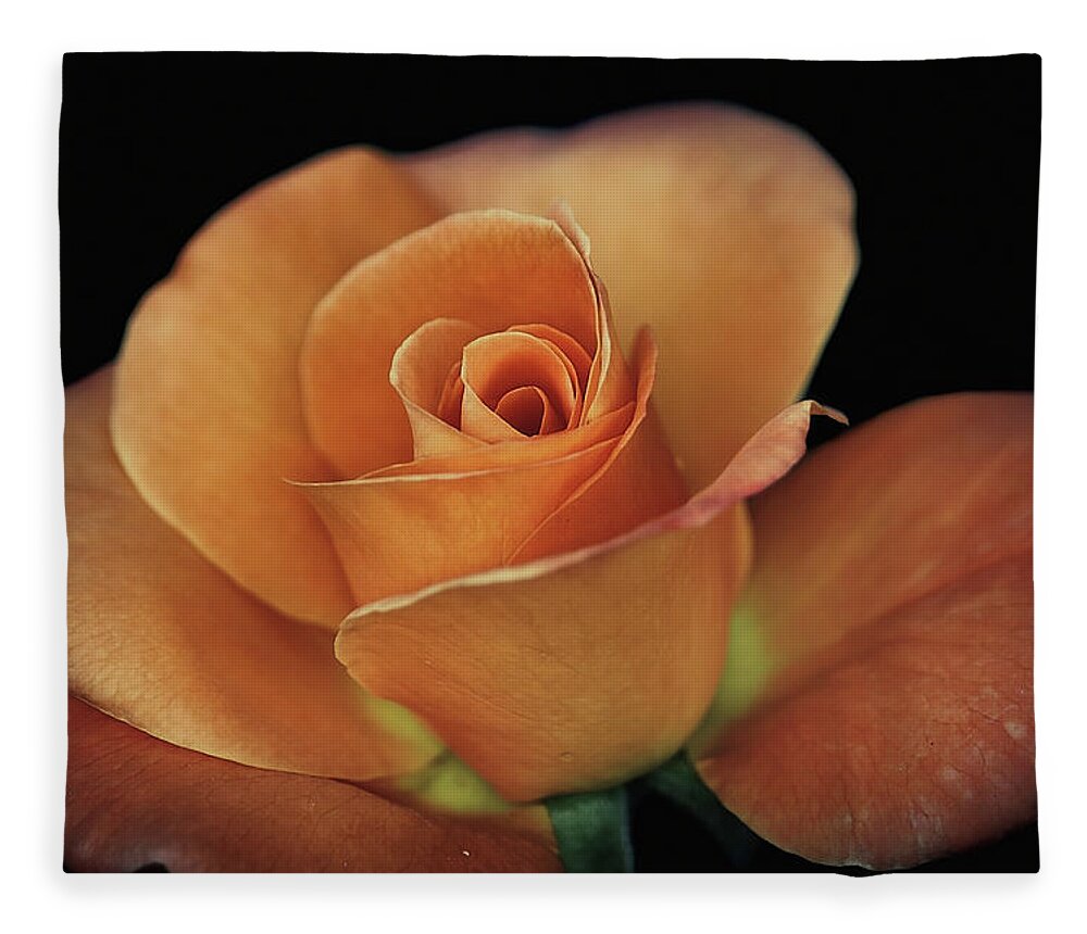 Roses Fleece Blanket featuring the photograph Orange Cream by Elaine Malott