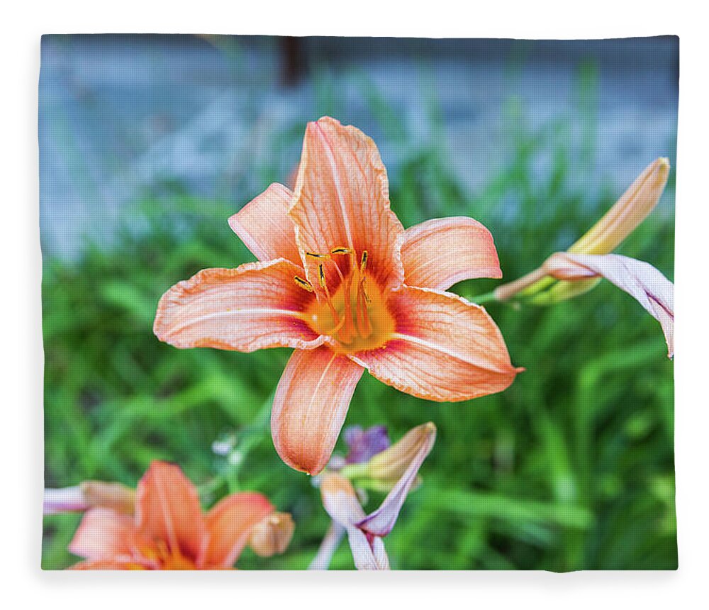 Flower Fleece Blanket featuring the photograph Orange Daylily by D K Wall