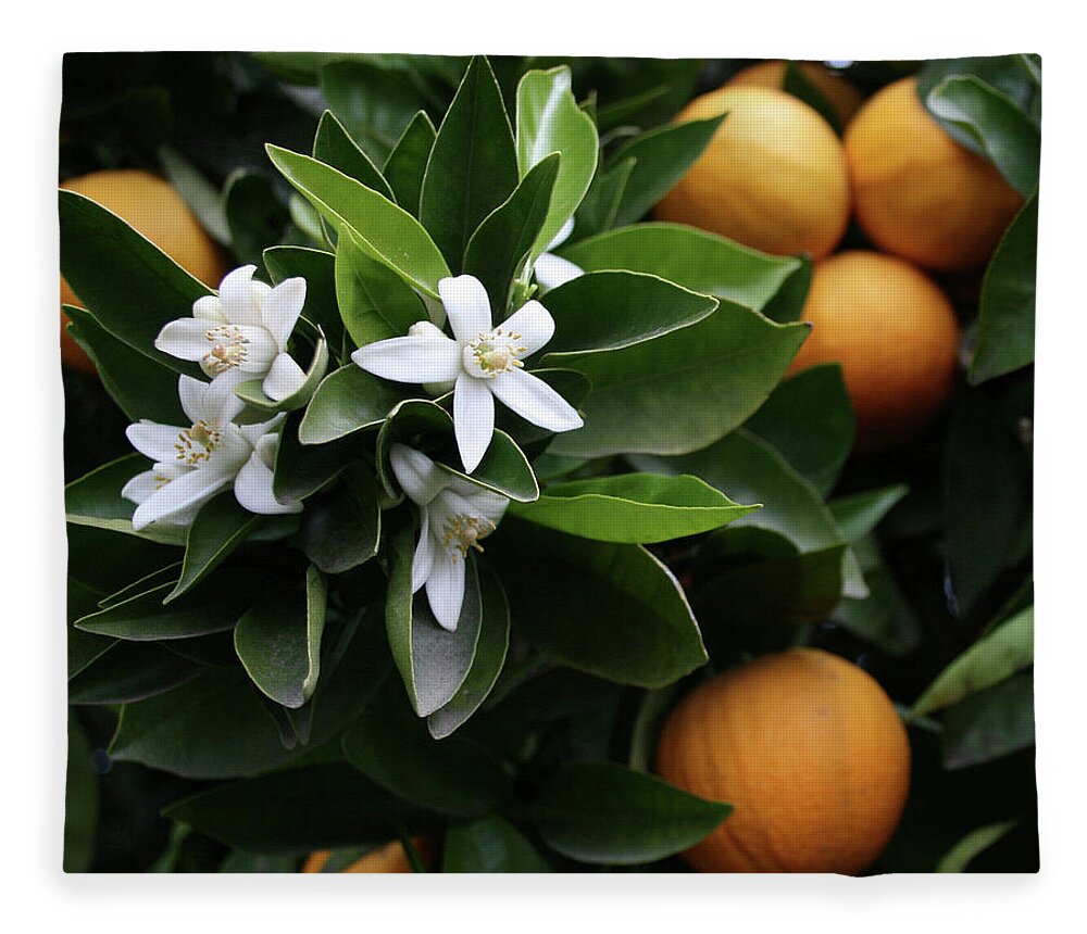 Orange Fleece Blanket featuring the photograph Orange Tree with Blossoms by Ryan Workman Photography