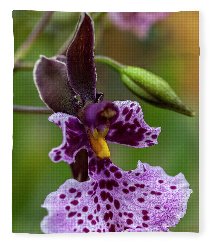 Orchid Fleece Blanket featuring the photograph Orchid - Caucaea rhodosticta by Heiko Koehrer-Wagner
