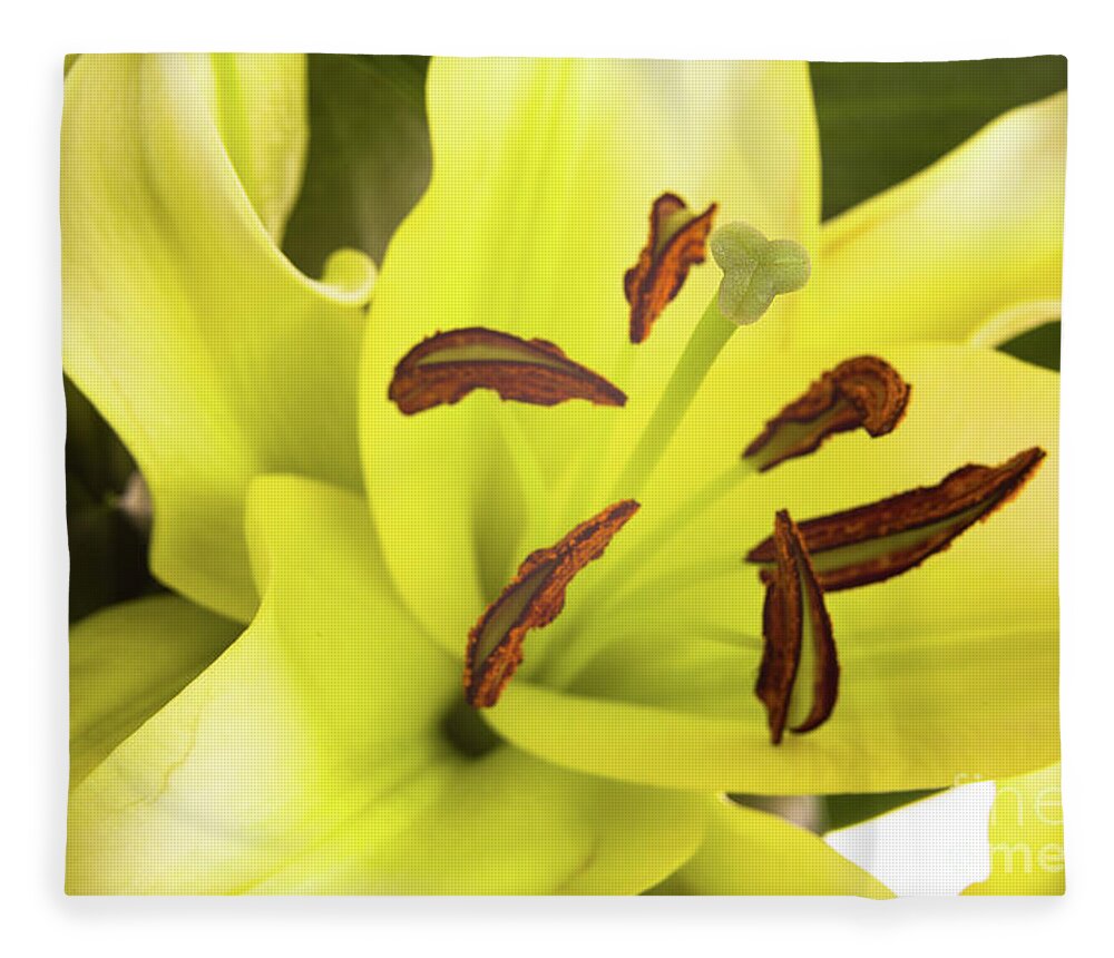 Alive Fleece Blanket featuring the photograph Oriental Lily Flower by Raul Rodriguez