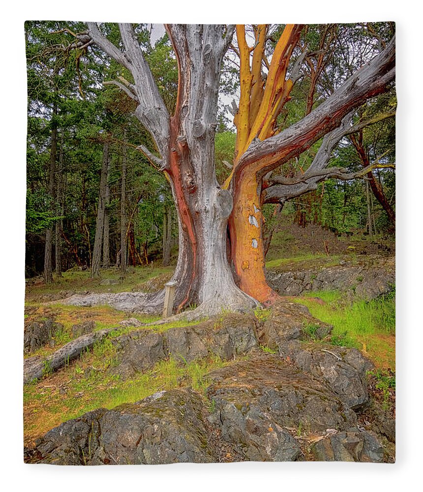 Oregon Coast Fleece Blanket featuring the photograph Pacific Madrone Tree by Tom Singleton
