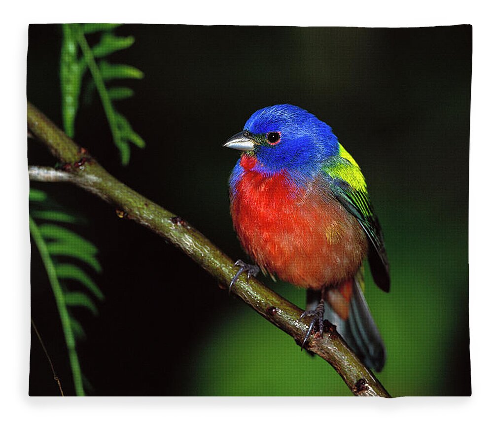 Mp Fleece Blanket featuring the photograph Painted Bunting Passerina Ciris Male by Tom Vezo