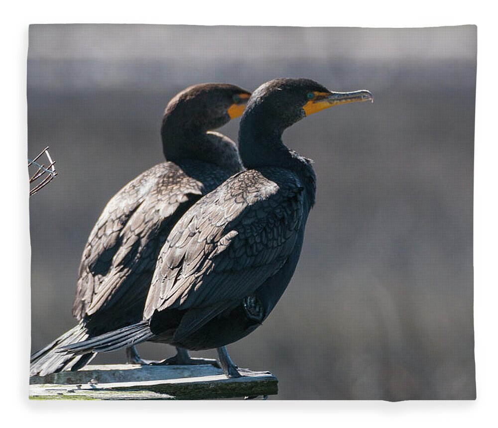 Double-crested Cormorant Fleece Blanket featuring the photograph Pair Double-Crested Cormorant 3 March 2018 by D K Wall