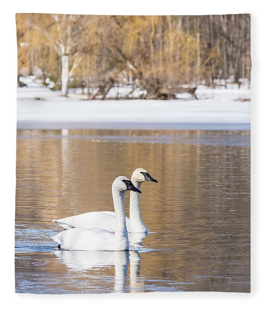 Cheryl Baxter Photography Fleece Blanket featuring the photograph Pair of Swans Portrait by Cheryl Baxter