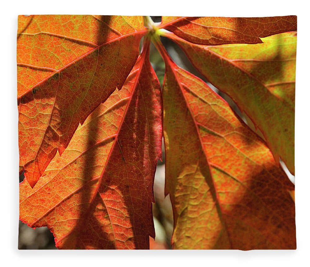 Nature Fleece Blanket featuring the photograph Patterns In Orange by Ron Cline