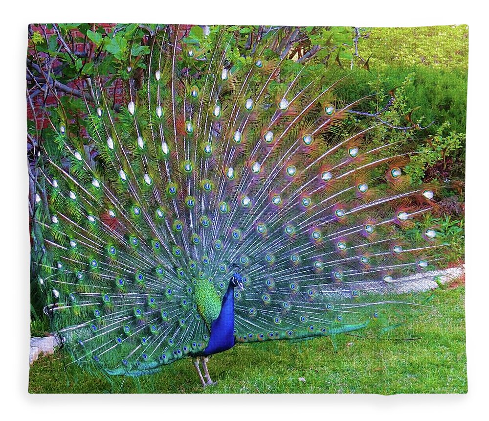 Peacock Fleece Blanket featuring the photograph Peacock Fan in Full Bloom by Doris Aguirre