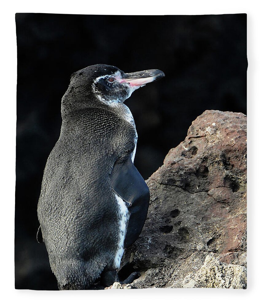 Penguin Fleece Blanket featuring the photograph Penguin in Galapagos by Ted Keller