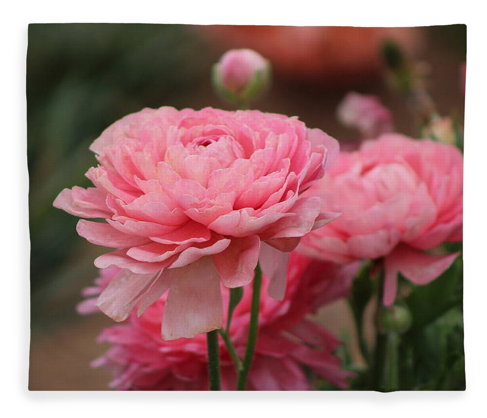 Pink Ranunculus Fleece Blanket featuring the photograph Peony Pink Ranunculus Closeup by Colleen Cornelius