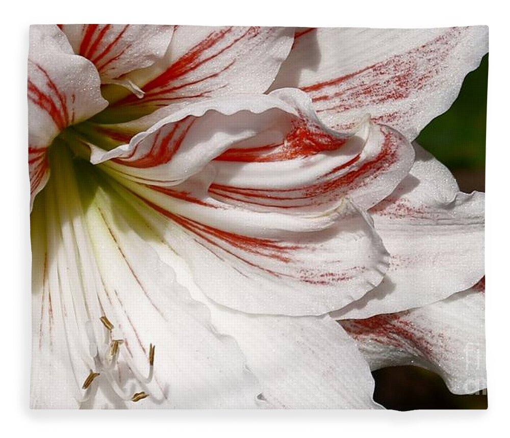 Peppermint Candy Lily Flower Fleece Blanket featuring the photograph Peppermint Candy by Jo Smoley