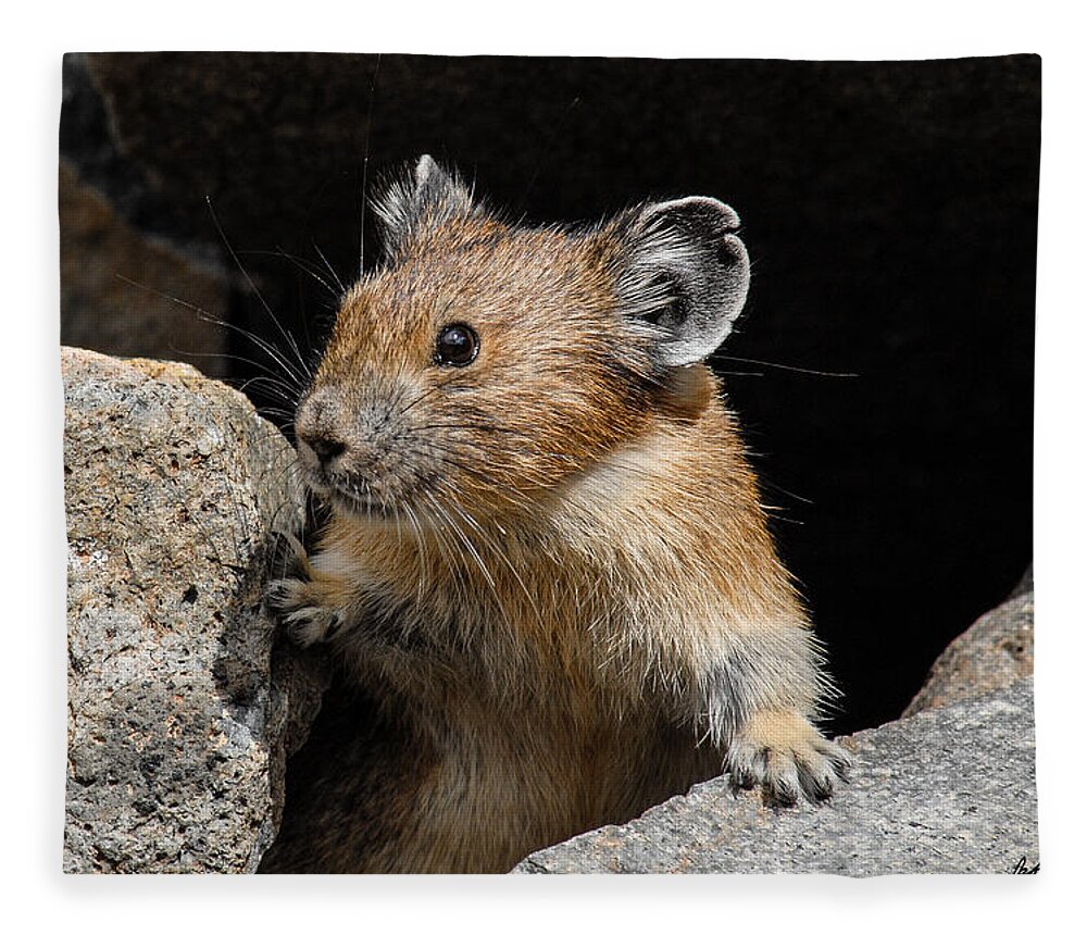 Animal Fleece Blanket featuring the photograph Pika Looking out from its Burrow by Jeff Goulden