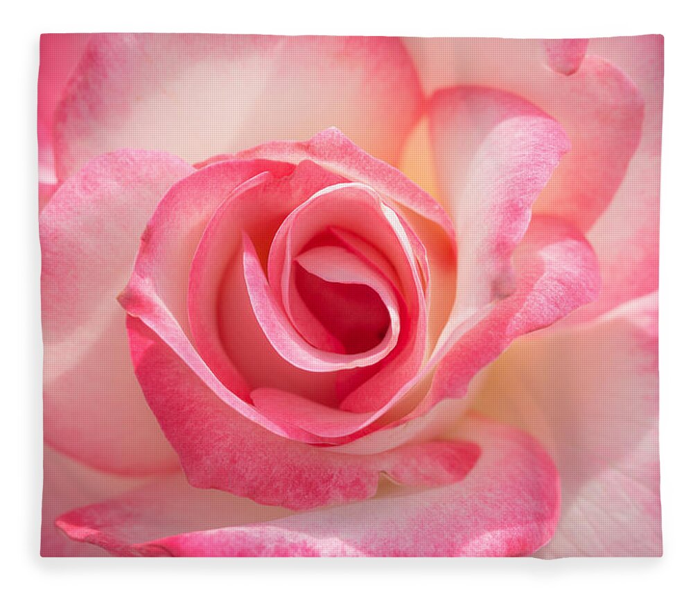 Pink Fleece Blanket featuring the photograph Pink Cotton Candy Rose by Ana V Ramirez