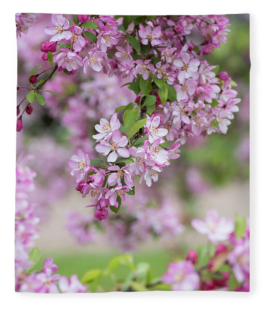 Apple Fleece Blanket featuring the photograph Pink Apple Blossom by Tim Gainey