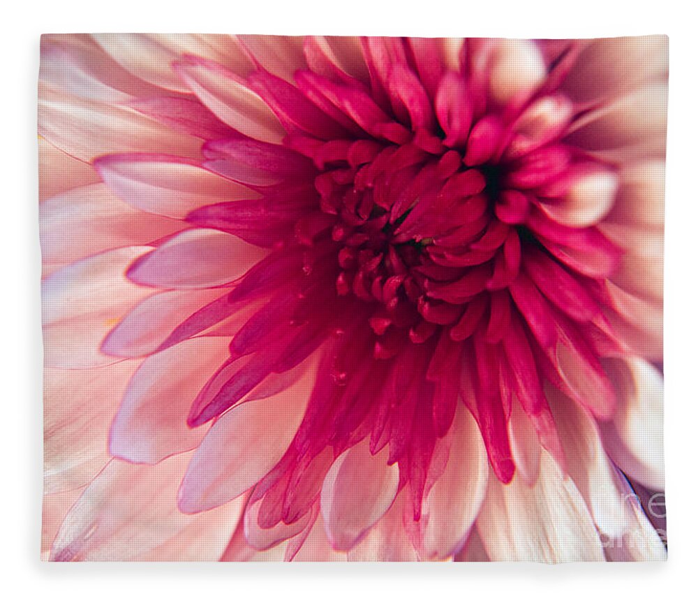 Wall Art Fleece Blanket featuring the photograph Pink Dahlia by Kelly Holm