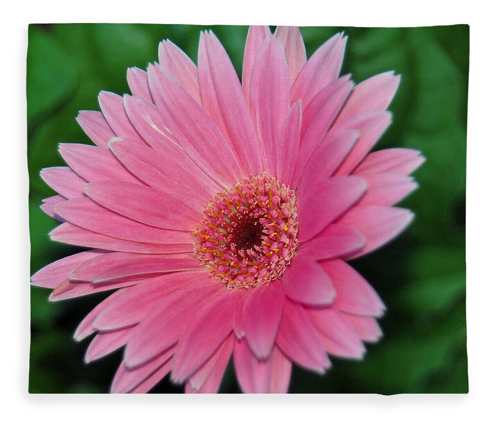 Pink Gerbera Fleece Blanket featuring the photograph Pink Gerbera Delight by Suzanne Gaff