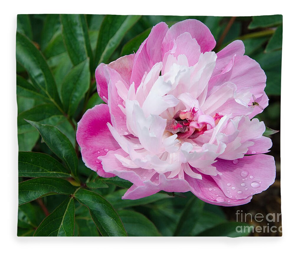 Pink Fleece Blanket featuring the painting Pink Peony by Laurel Best