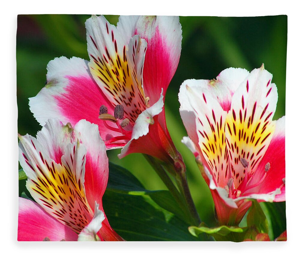 Peruvian Fleece Blanket featuring the photograph Pink Peruvian Lily 2 by Amy Fose