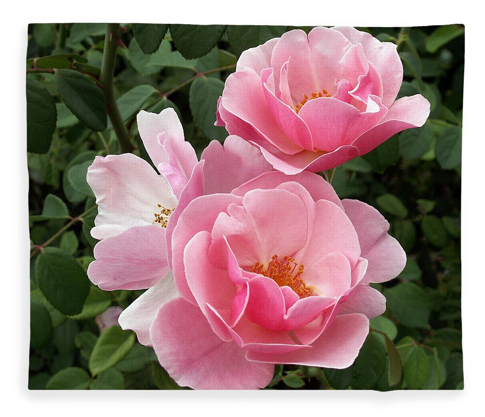 Pink Roses Fleece Blanket featuring the photograph Pink Roses 2 by Amy Fose