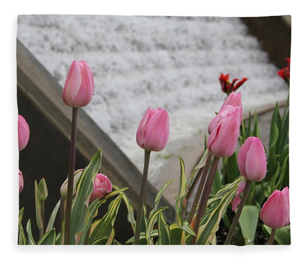 Tulips Fleece Blanket featuring the photograph Pink Tulips by Allen Nice-Webb