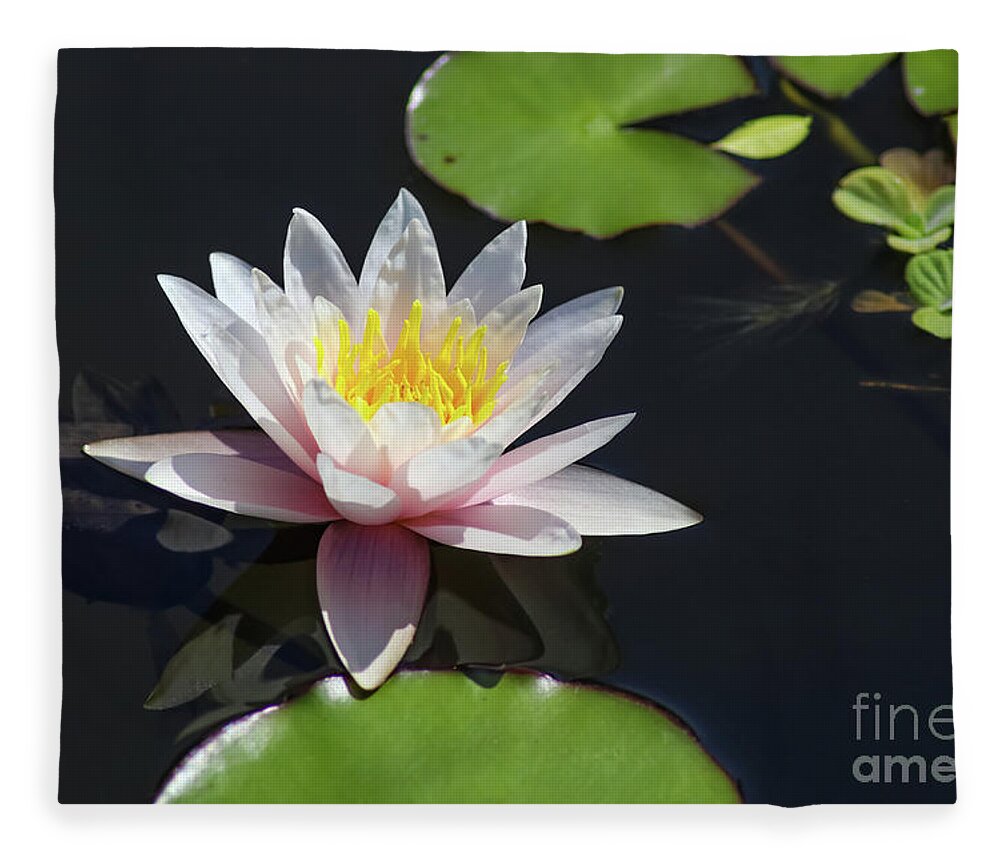 Selective Focus Fleece Blanket featuring the photograph Pink water lily with Reflection in Dark Water by Susan Vineyard