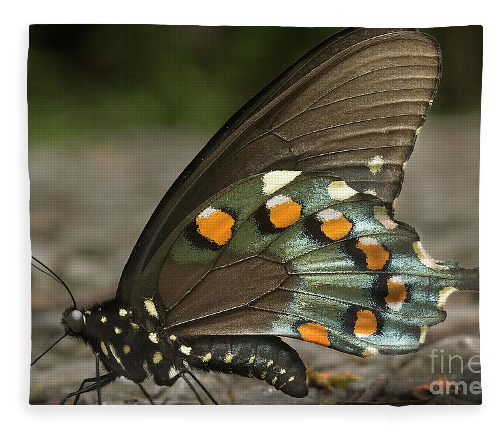Butterfly Fleece Blanket featuring the photograph Pipevine Swallowtail by Mike Eingle