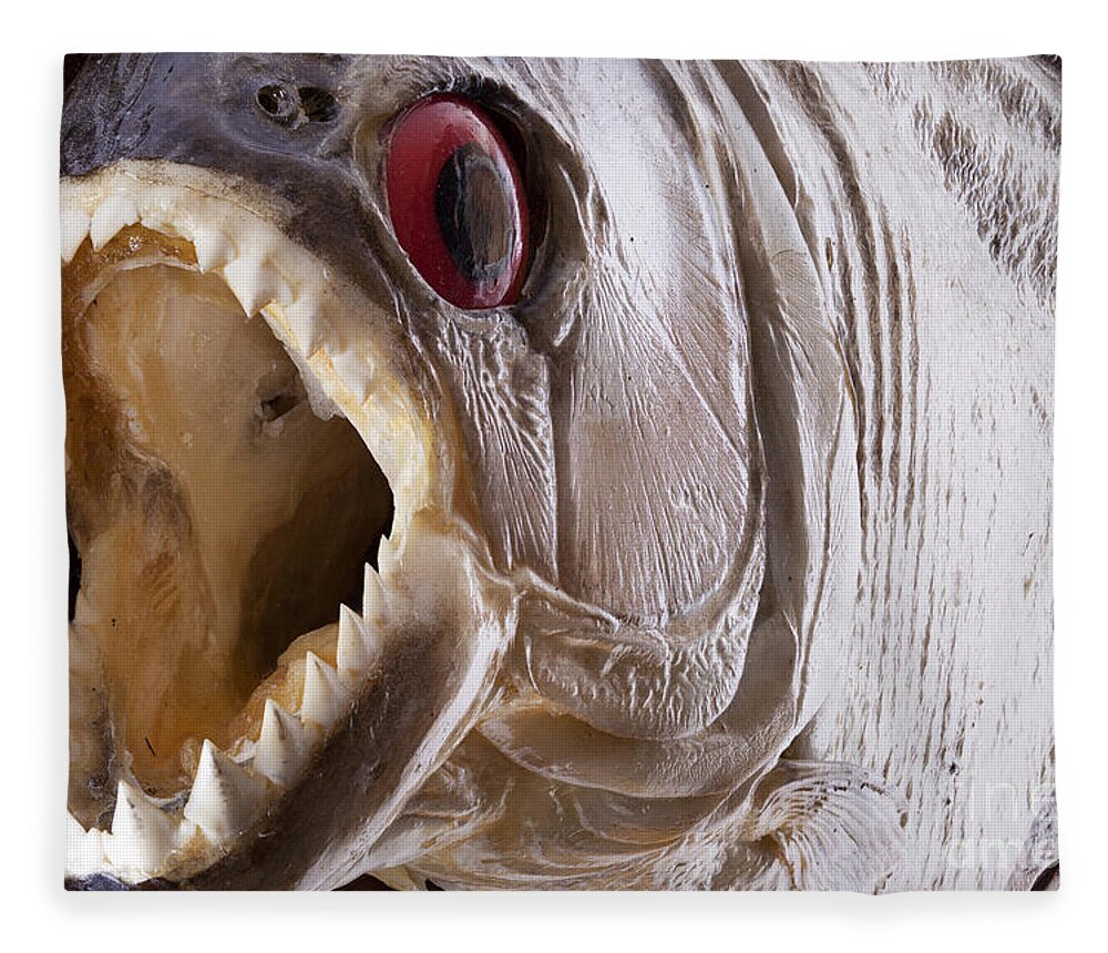 Piranha Fleece Blanket featuring the photograph Piranha fish close up by Simon Bratt
