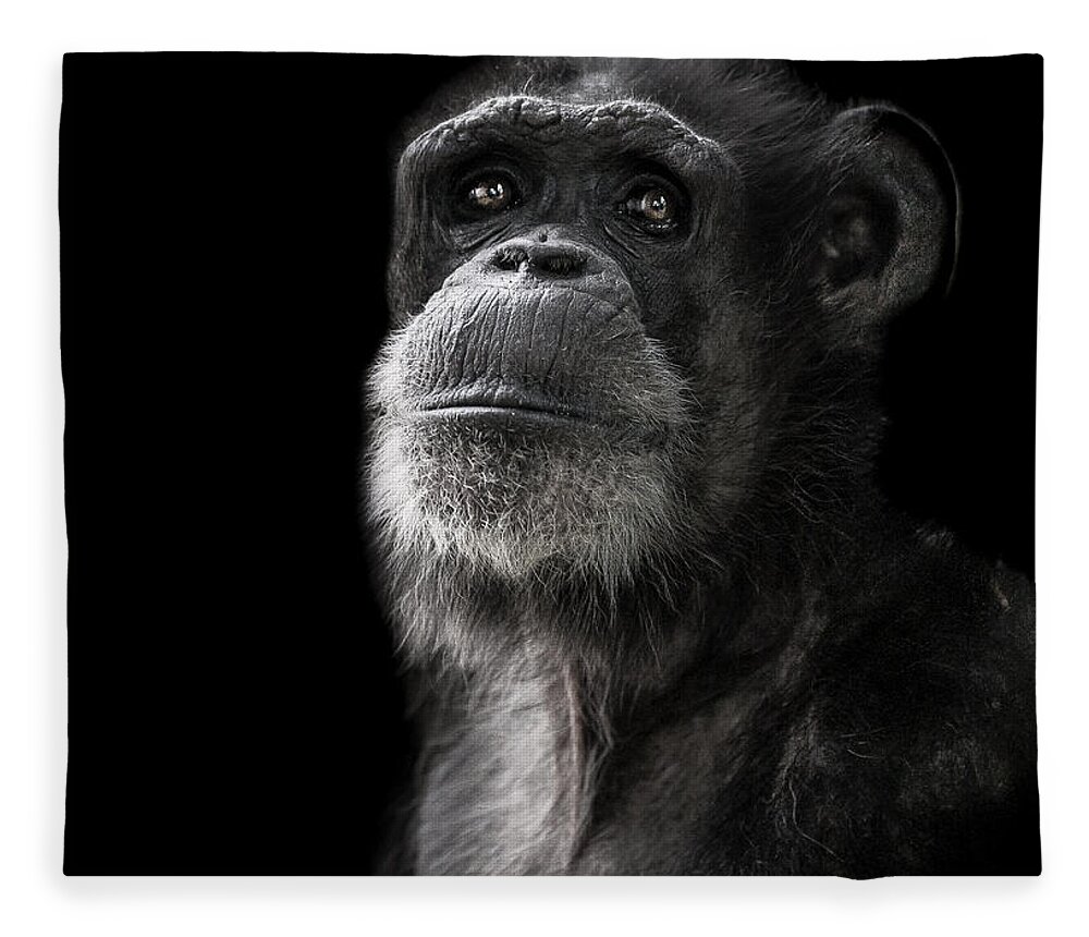 Chimpanzee Fleece Blanket featuring the photograph Ponder by Paul Neville
