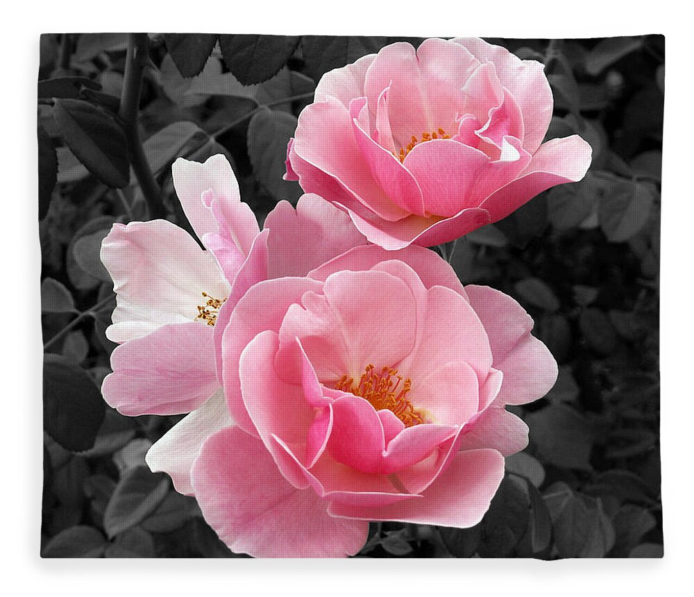 Flower Fleece Blanket featuring the photograph Popping Pink Roses by Amy Fose